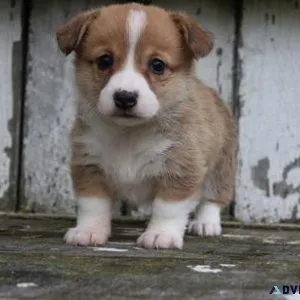 Pemborke Welsh Corgie Puppies