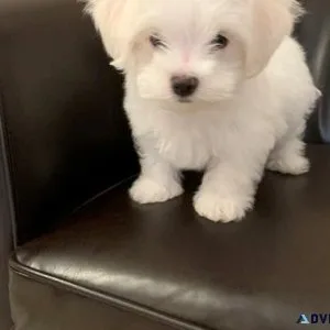 Small Maltese Puppies