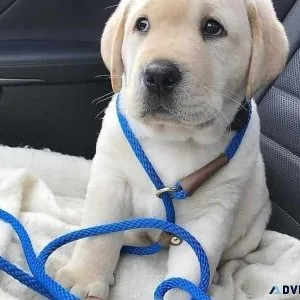 Labrador Retriever Puppies
