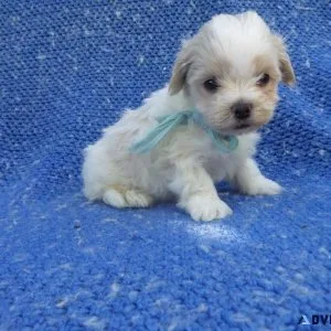 Maltipoo Puppies