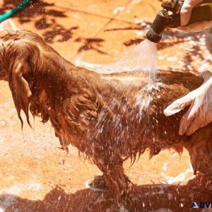 Dog Groomers in Visakhapatnam Dog Baths Haircuts Nail Trimming