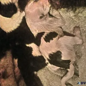 Border Collie Purebred Puppies available Christmas Week