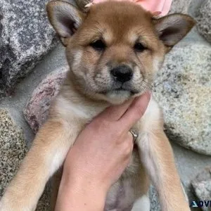 Shiba Inu Puppies For Sale