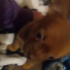Mixed puppies female