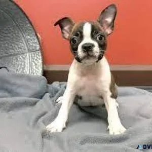 Boston terrier puppies