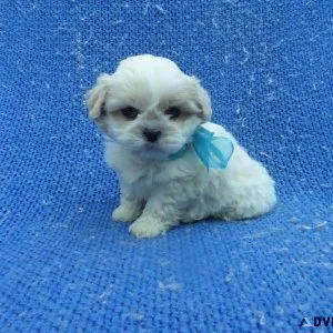 Shihpoo Puppies