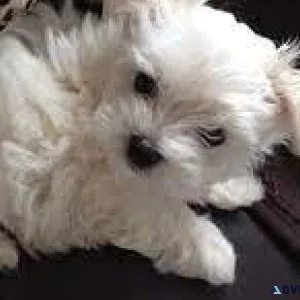 Toy Size Maltese Puppies