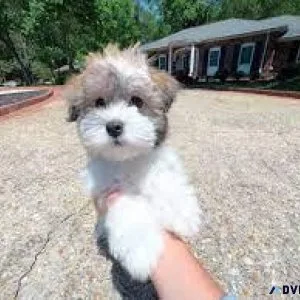 Purebred Havanese Puppies