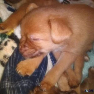 Mixed puppies male