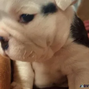 Black Tri english bulldog