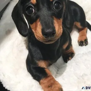 Top home raised Dachshund Puppies.