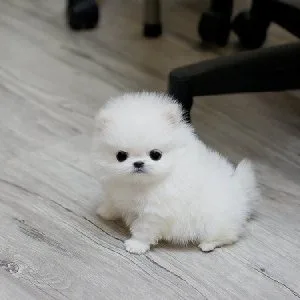 Beautiful teacup pomeranian pups for xmas