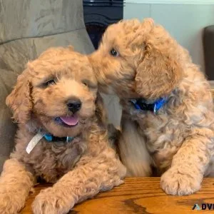 Goldendoodle Puppies