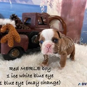 English Bulldog M Red MERLE ICE blue eye CH lines