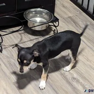 Chihuahua puppies for sale