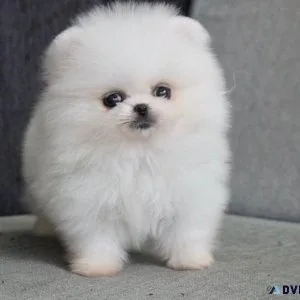 AKC reg. Teacup Pomeranian puppies