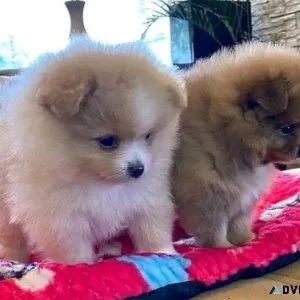 Adorable Pomeranian