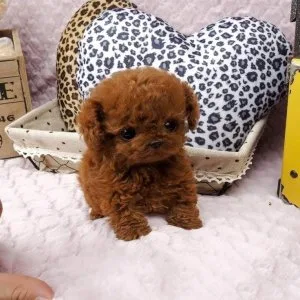 Charming tea cup poodle puppies ready to go