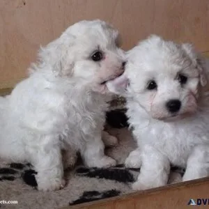 Top home raised Bichon Frise Puppies.