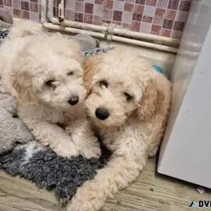 Lovely Cavapoo Puppies male and female