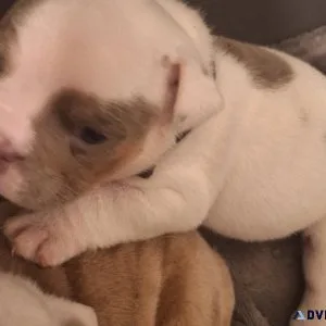 Lilac Tri English Bulldog puppy