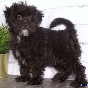AKC reg. Malti-Poo puppies