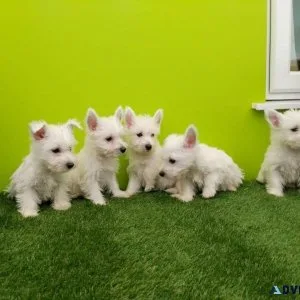 AKC registered Westie Puppies