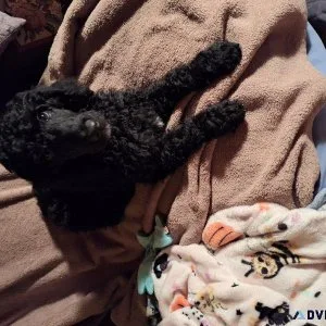 Standard Poodle