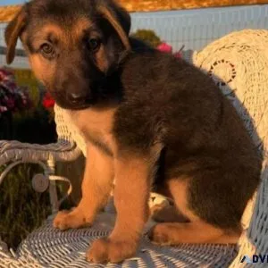 Top home raised German Shepherd Puppies.