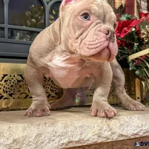 Micro exotic bullys