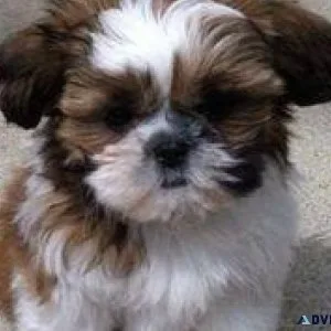 AKC reg. Shih Tzu puppies available now