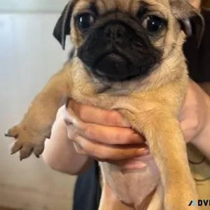 Lovely AKC Pug Puppies
