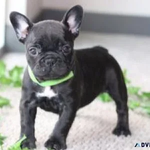 AKC reg. French Bulldog Puppies for sale.