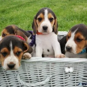 AKC Beagle Puppies available now