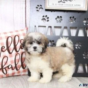 Cute Mal-Shi Puppies for sale.