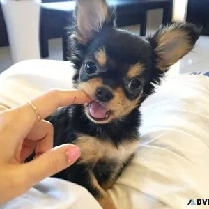 Gorgeous Chihuahua Pups