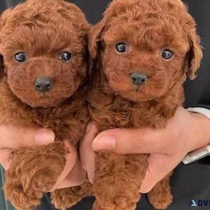 Lovely Poodle Puppies