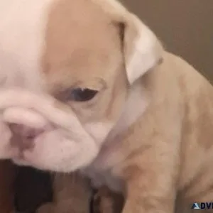 Lilac chocolate merle English bulldog