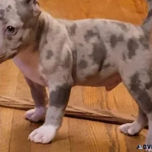 Cute Pitbull Puppies