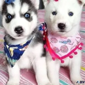 AKC Beautiful Siberian Husky Puppies