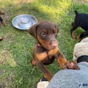 AKC Doberman Pinscher Puppies