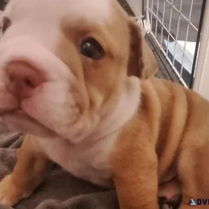 Chocolate merle english bulldog