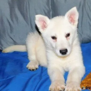 AKC reg. White German Shepherd Puppies