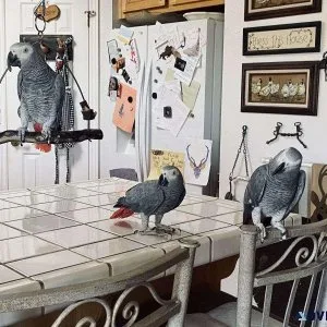 Hand Reared Friendly African Grey Parrots