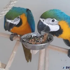 Blue and Gold Macaws
