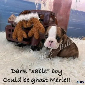 English Bulldog M Dark Sable (ghost merle) CH lines