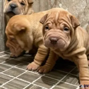AKC reg. Shar Pei Puppies for sale.