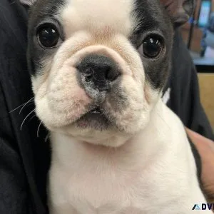Boston terriers