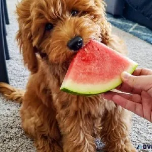 Healthy Mini Goldendoodle Puppies