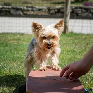 Best Dog Trainer in Ajmer  Behaviour and Toilet Trainer